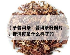 槚子普洱茶：普洱茶籽图片，普洱籽是什么样子的