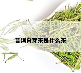 普洱白芽茶是什么茶