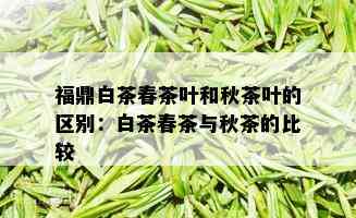 福鼎白茶春茶叶和秋茶叶的区别：白茶春茶与秋茶的比较