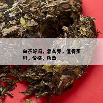 白茶好吗，怎么养，值得买吗，价格，功效