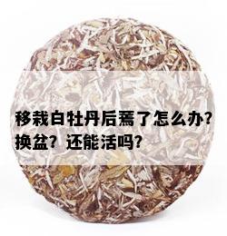 移栽白牡丹后蔫了怎么办？换盆？还能活吗？