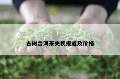 古树普洱茶央视报道及价格