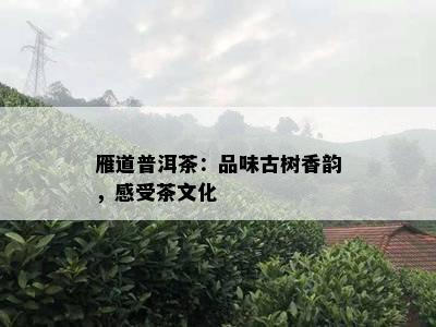 雁道普洱茶：品味古树香韵，感受茶文化