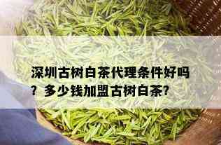 深圳古树白茶代理条件好吗？多少钱加盟古树白茶？