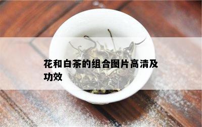 花和白茶的组合图片高清及功效