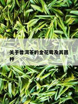 关于普洱茶的金花霉及其菌种