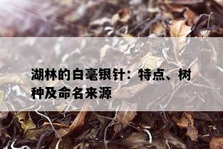 湖林的白毫银针：特点、树种及命名来源