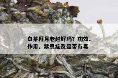 白茶籽月老越好吗？功效、作用、禁忌症及是否有