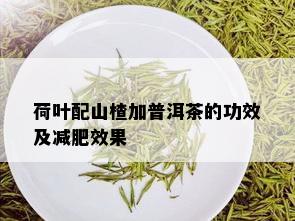 荷叶配山楂加普洱茶的功效及减肥效果