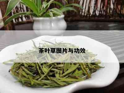 茶叶草图片与功效