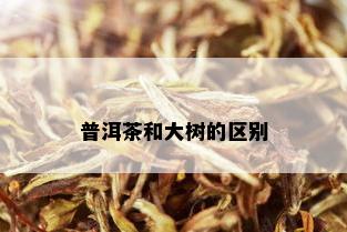 普洱茶和大树的区别