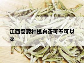 江西婺源种植白茶可不可以卖