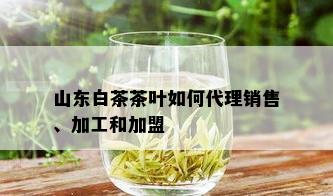 山东白茶茶叶如何代理销售、加工和加盟