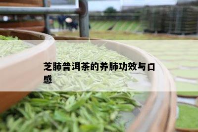 芝肺普洱茶的养肺功效与口感