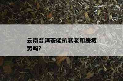 云南普洱茶能抗衰老和缓疲劳吗？