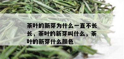 茶叶的新芽为什么一直不长长，茶叶的新芽叫什么，茶叶的新芽什么颜色