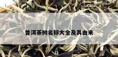 普洱茶树名称大全及其由来