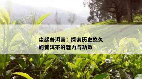 尘缘普洱茶：探索历史悠久的普洱茶的魅力与功效