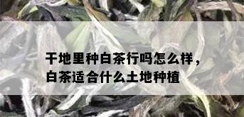 干地里种白茶行吗怎么样，白茶适合什么土地种植