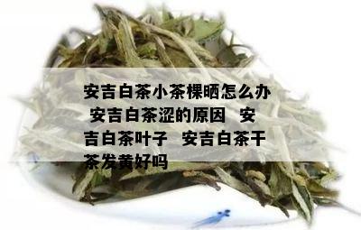 安吉白茶小茶棵晒怎么办  安吉白茶涩的原因  安吉白茶叶子  安吉白茶干茶发黄好吗