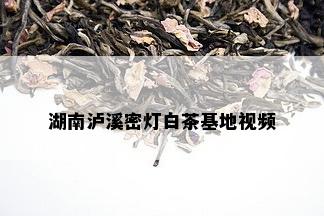 湖南泸溪密灯白茶基地视频