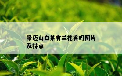 景迈山白茶有兰花香吗图片及特点