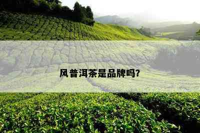 风普洱茶是品牌吗？