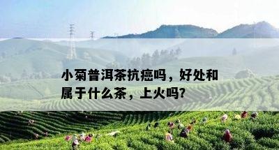 小菊普洱茶抗癌吗，好处和属于什么茶，上火吗？