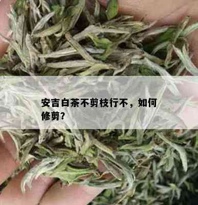 安吉白茶不剪枝行不，如何修剪？