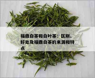 福鼎白茶和白叶茶：区别、好处及福鼎白茶的来源和特点