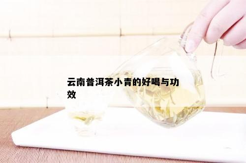 云南普洱茶小青的好喝与功效