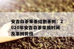 安吉白茶采茶结割茶树：2020年安吉白茶采摘时间及茶树剪枝