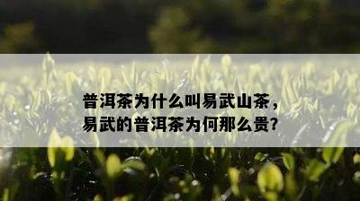 普洱茶为什么叫易武山茶，易武的普洱茶为何那么贵？