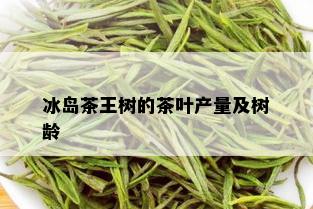 冰岛茶王树的茶叶产量及树龄