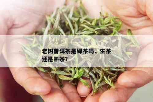 老树普洱茶是绿茶吗，生茶还是熟茶？