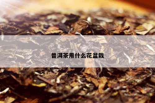 普洱茶用什么花盆栽