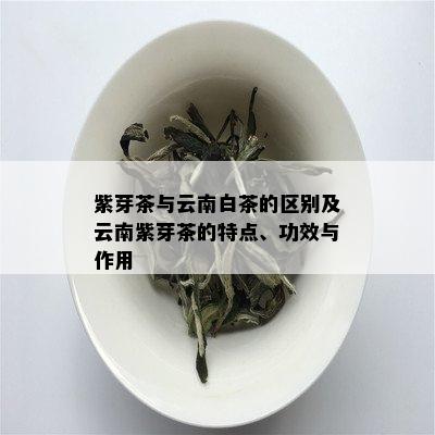 紫芽茶与云南白茶的区别及云南紫芽茶的特点、功效与作用