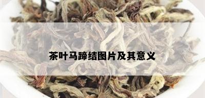 茶叶马蹄结图片及其意义