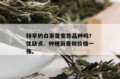 特早奶白茶是变异品种吗？优缺点、种植前景和价格一株。