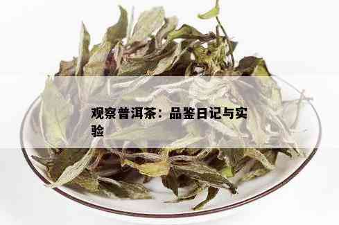 观察普洱茶：品鉴日记与实验