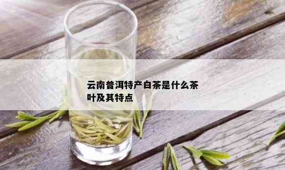 云南普洱特产白茶是什么茶叶及其特点