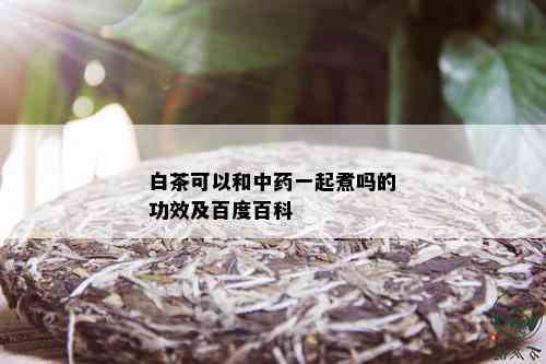 白茶可以和中一起煮吗的功效及百度百科