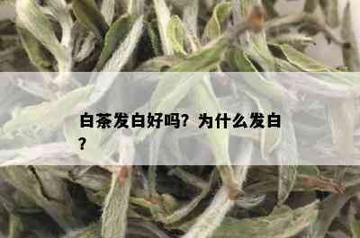 白茶发白好吗？为什么发白？