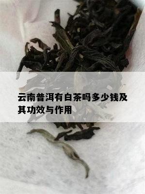 云南普洱有白茶吗多少钱及其功效与作用