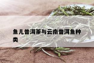 鱼儿普洱茶与云南普洱鱼种类