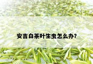 安吉白茶叶生虫怎么办？