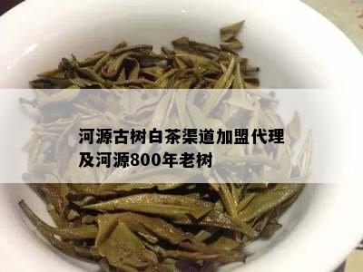 河源古树白茶渠道加盟代理及河源800年老树