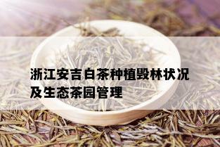 浙江安吉白茶种植毁林状况及生态茶园管理