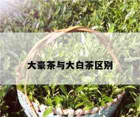 大豪茶与大白茶区别