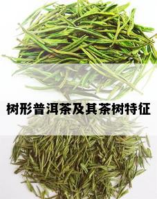 树形普洱茶及其茶树特征